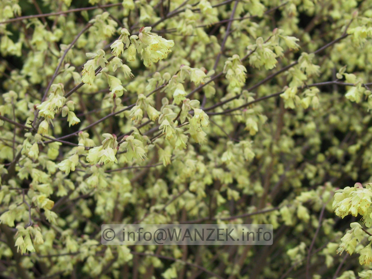 Corylopsis spicata3.JPG